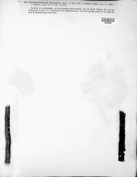 Image of Coryneum elevatum